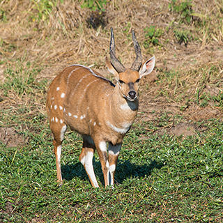 South Luangwa - Bushbuck